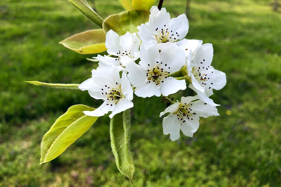 MFF_AppleBloom_Website