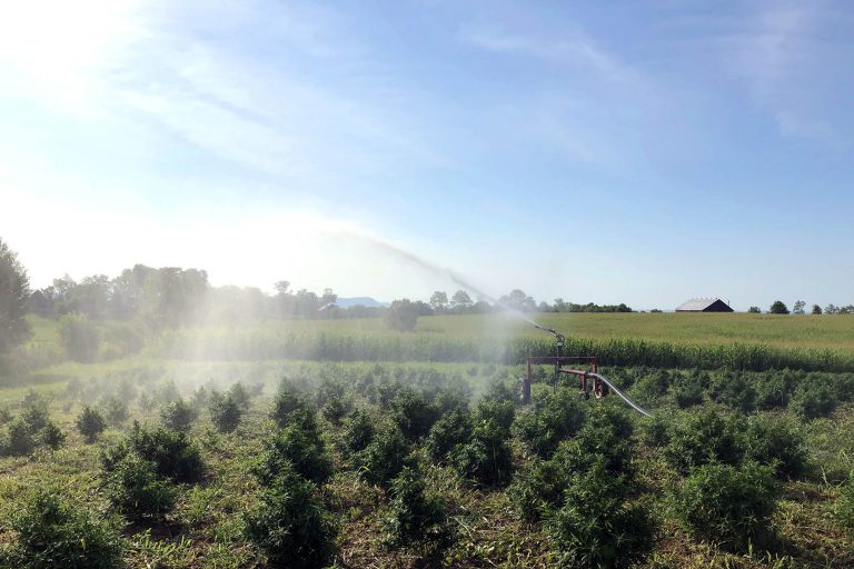 Mt Folly Farm Irrigation