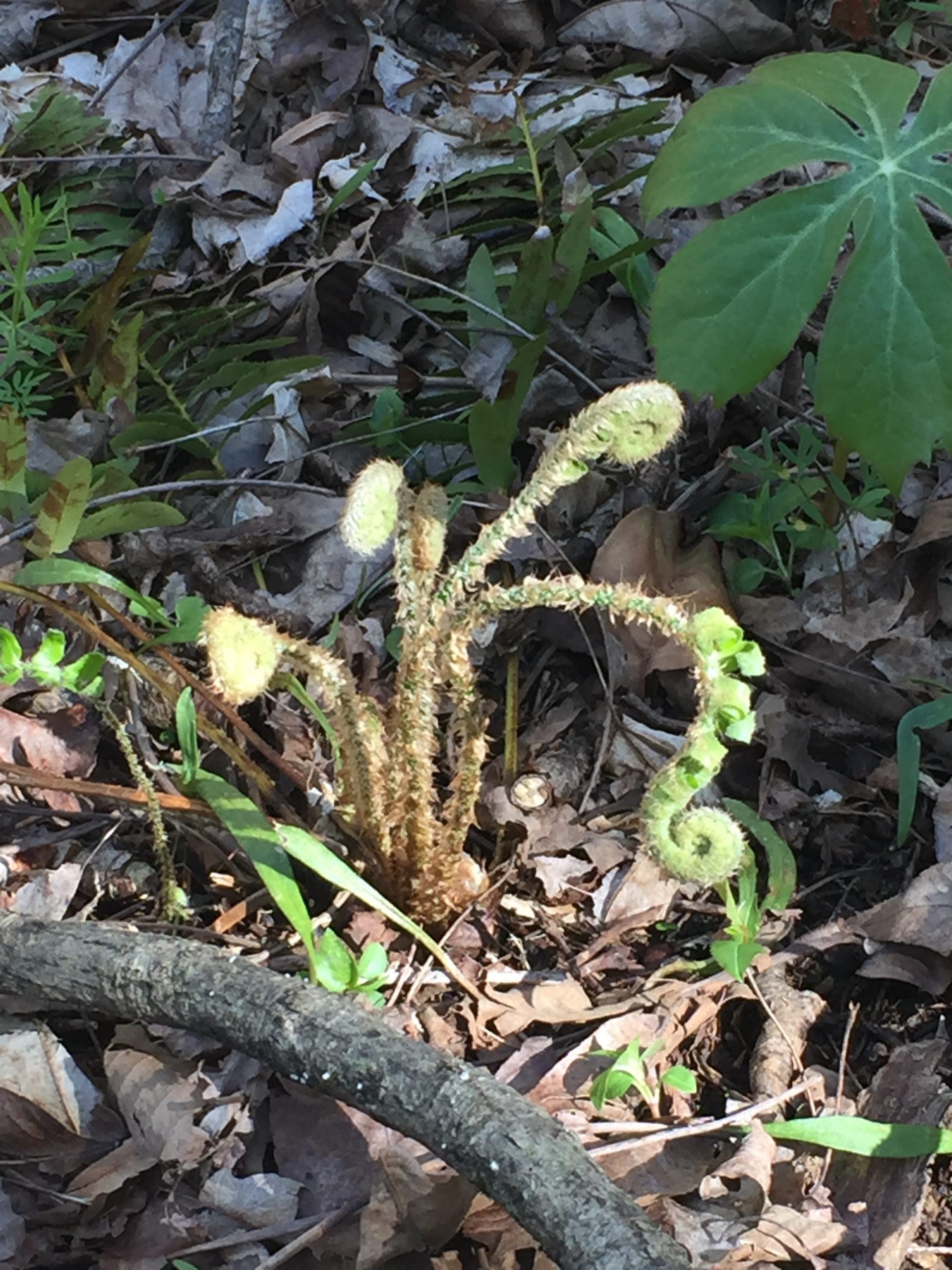 fern copy.JPG Mt Folly Farm Plants