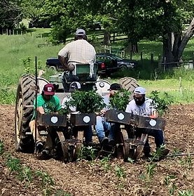 Planting behind Tractor