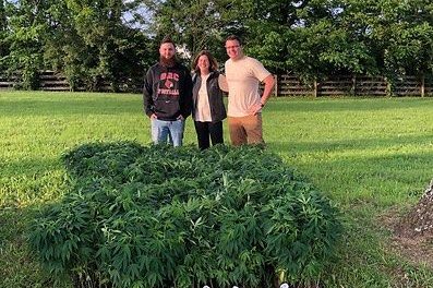 hemp_transplants Hemp Transplants