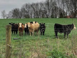 regenerative agriculture cows on Mt. Folly Farm