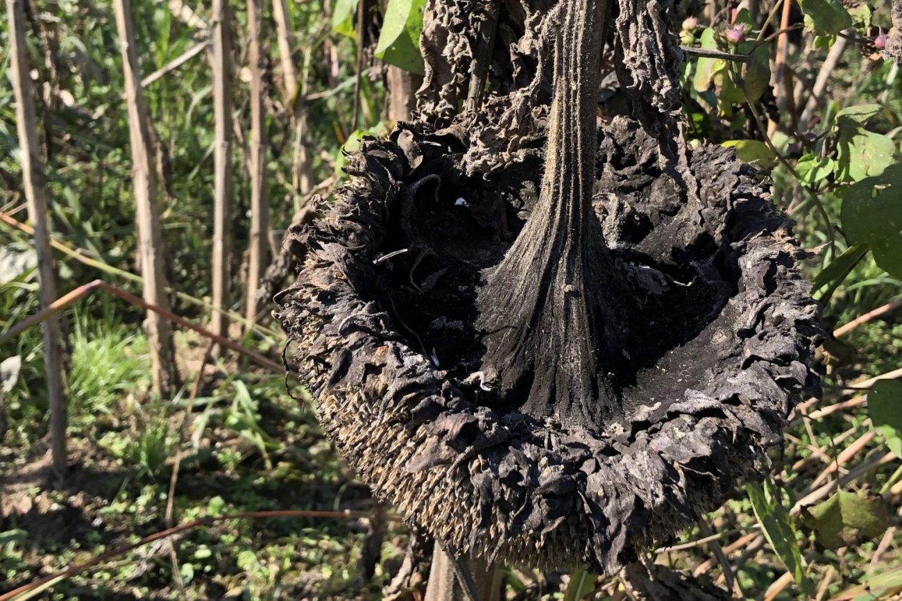 IMG_9159 soil, sunflowers and microbiome