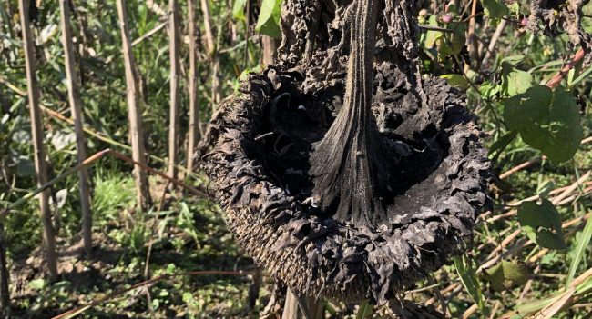 soil, sunflowers and microbiome