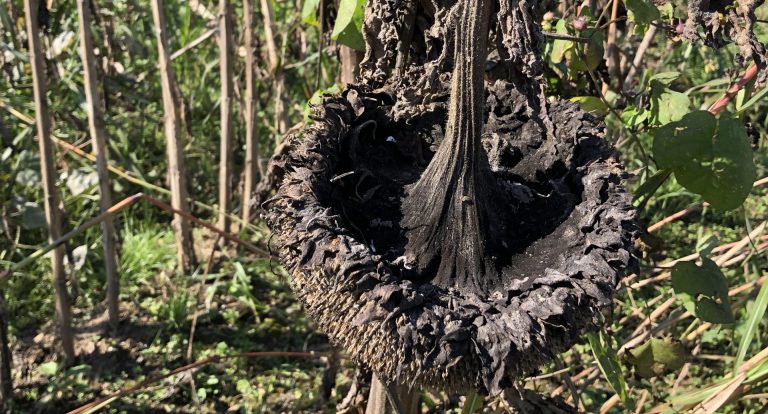 soil, sunflowers and microbiome