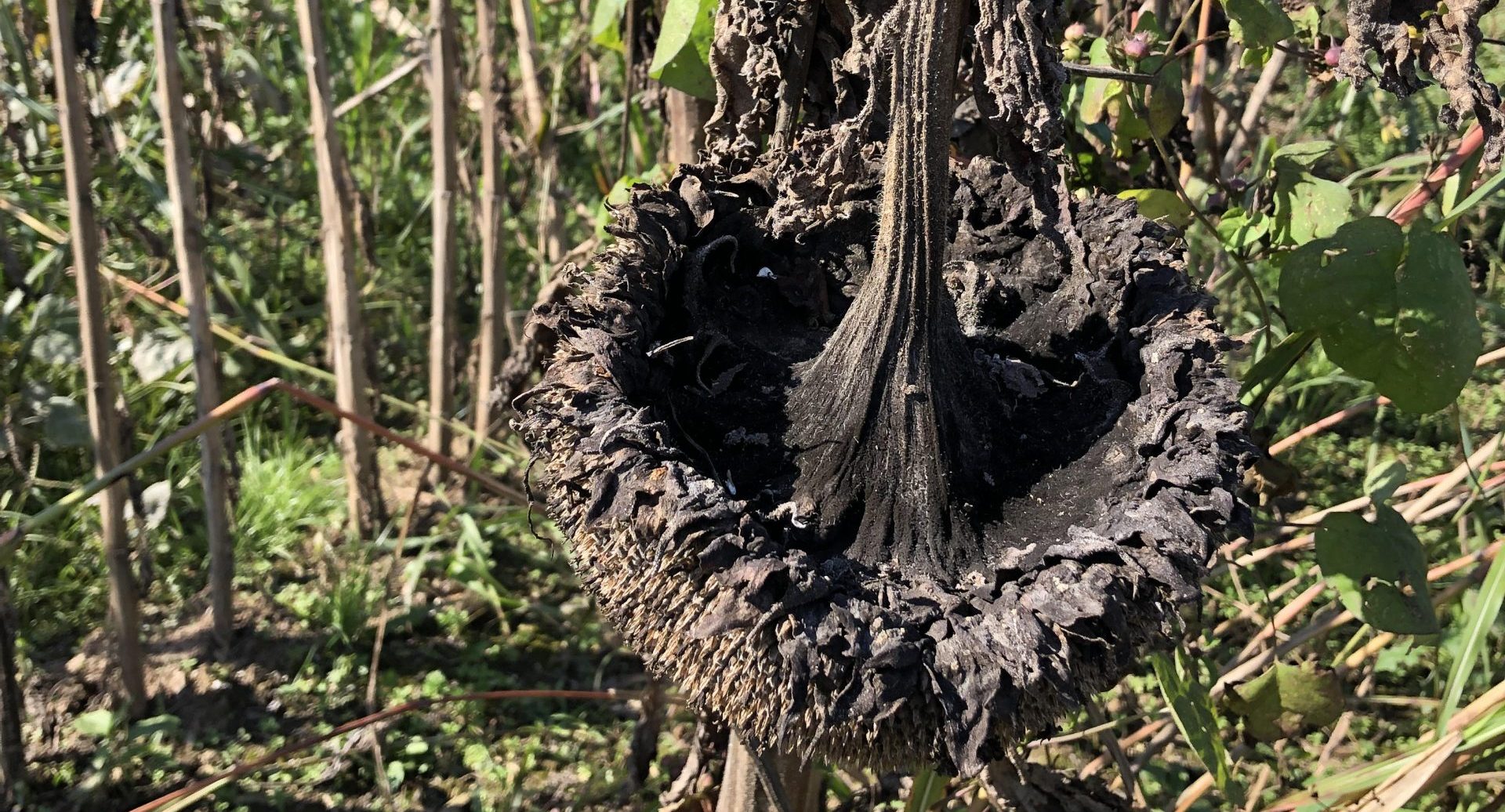 soil, sunflowers and microbiome