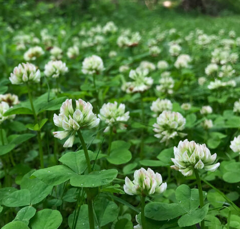 buffalo clover