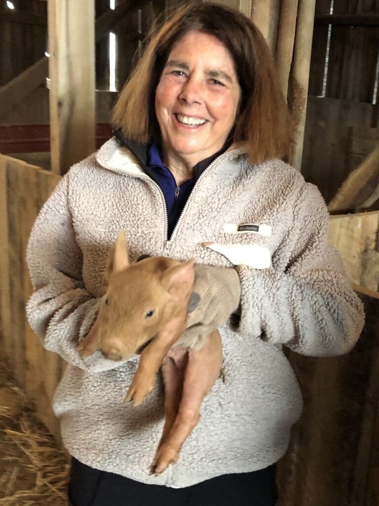 Mt. Folly Farm, Pigs, Pigs at Mt. Folly Farm, Pork kentucky, Pork farm raised in Kentucky, usda organic program