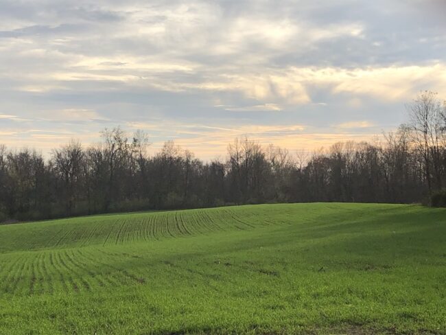 rye field cover crop mt folly farm