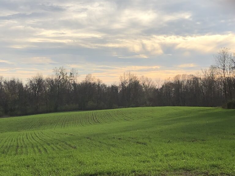 rye field cover crop mt folly farm