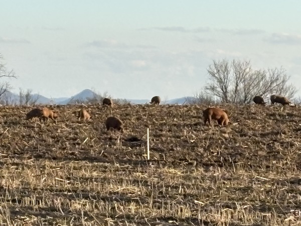 pig_mt_folly_farm Pigs at mt folly
